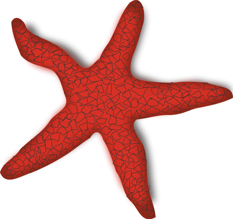 Starfish Clip Art Download - Sea Star Gif Transparent (800x752)