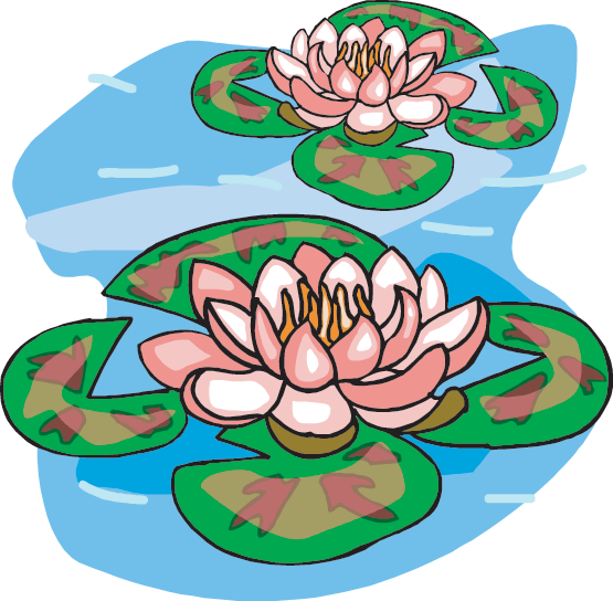 Lilies - Pond Clip Art (555x544)