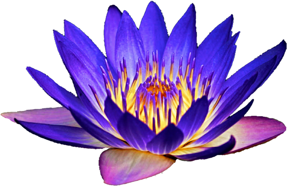 Lily Clipart Blue Pencil And In Color Lily Clipart - Blue Water Lily Png (1024x683)