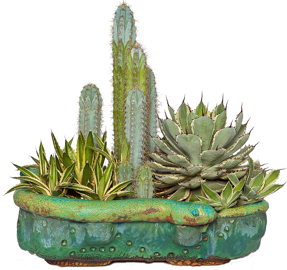 Collection Of Free Succulent Plant Cliparts - Cactacea Png (1000x940)