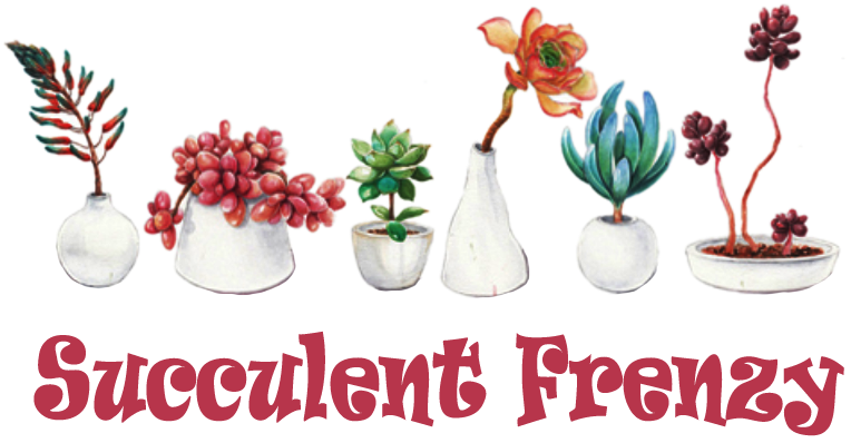 Welcome To Succulent Frenzy Online Store Welcome To - Fresh And Colorful Hand-painted Potted Plants Succulents (816x419)