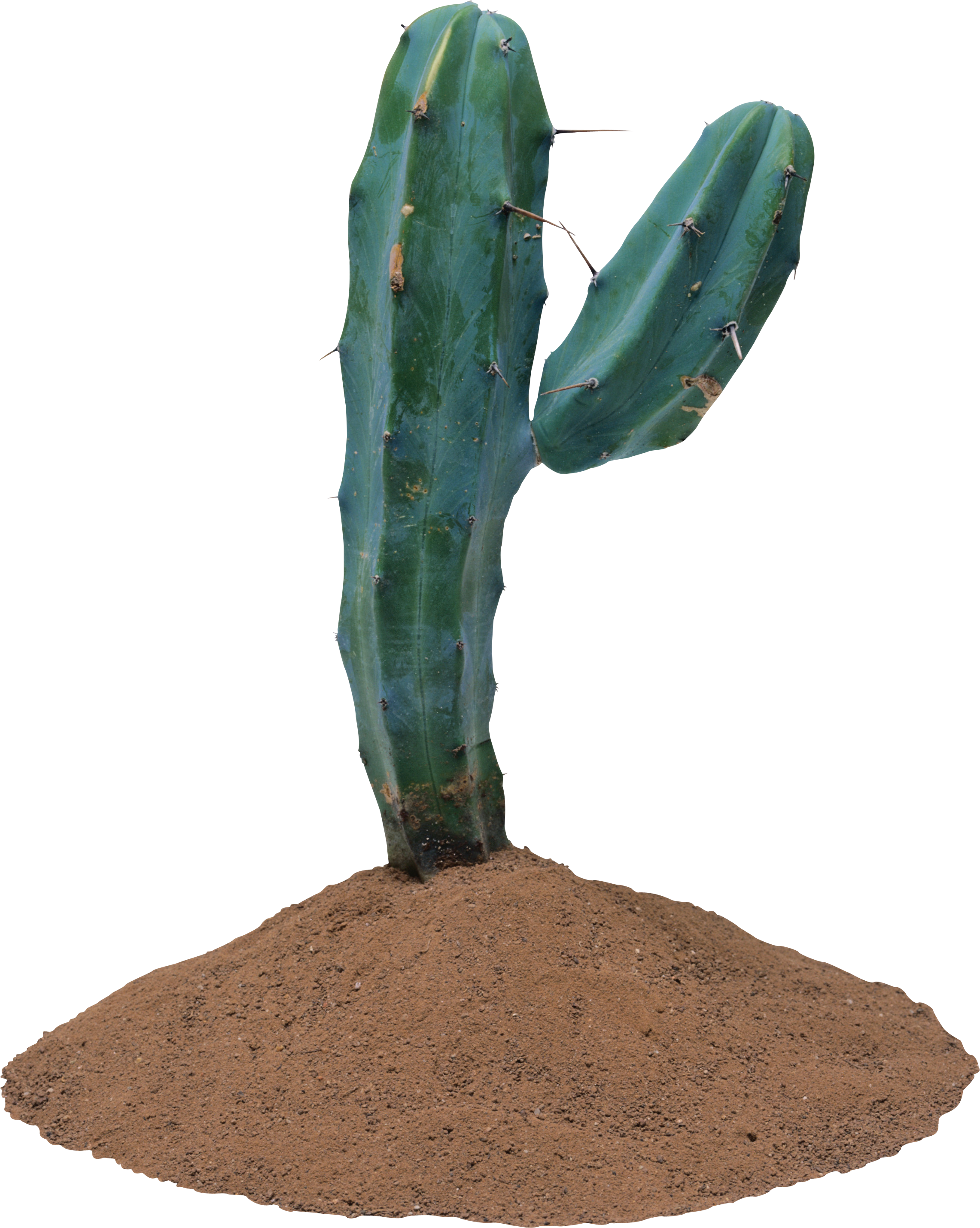 Cactus Png Image - Plantas Que Vivem No Deserto (2282x2861)
