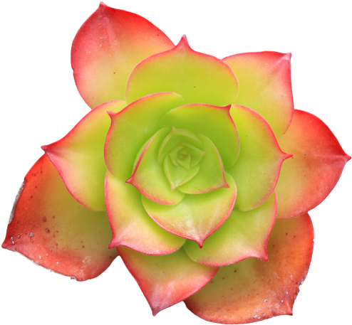Hens - Succulent Images Transparent Background (500x465)