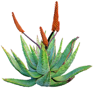 Aloe Vera Plant Medicinal Aloe Vera Aloe V - Aloe Vera (373x340)