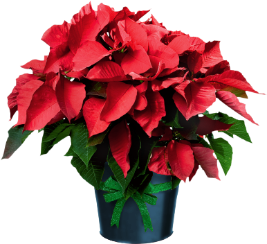 Poinsettia In Pot - Poinsettias Flowers (480x480)