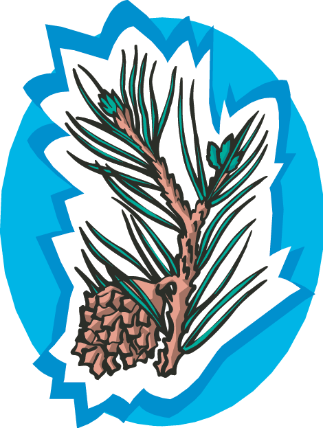 Idaho Tree Facts - Conifer Cone (470x623)