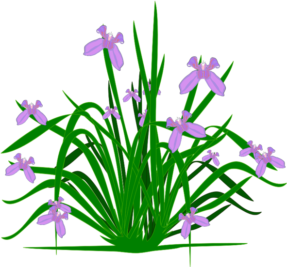 Flower Clipart Flower Plant - Png Plant Iris (600x582)