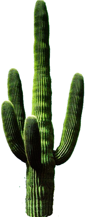 Png Clipart Collection Cactus Image - Cactus Png (297x733)