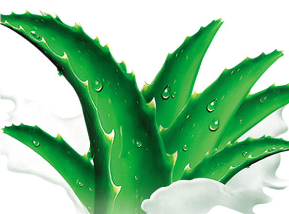 Aloe Agave Clip Art - Aloe Agave Clip Art (592x439)