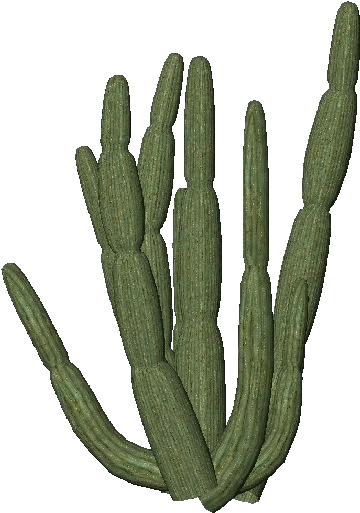Cactus Transparent Png Images Free Download Organ Pipe - Organ Pipe Cactus Png (750x527)