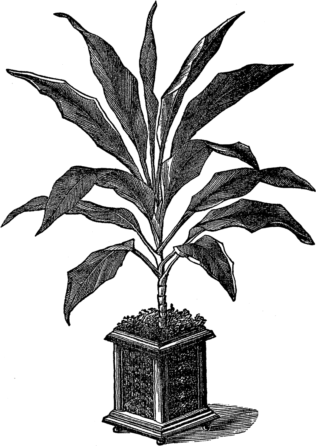 And, The Second Potted Plant Clip Art Is Of A Succulent - Download (1186x1600)