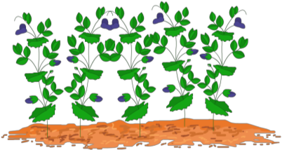 Pea Plants - Pea Plant Clipart (420x286)