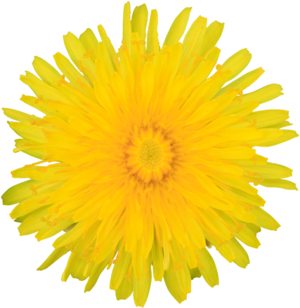 Dandelion Yellow Summer Flower Visible Center Layered - Dandelion Clipart No Background (512x512)