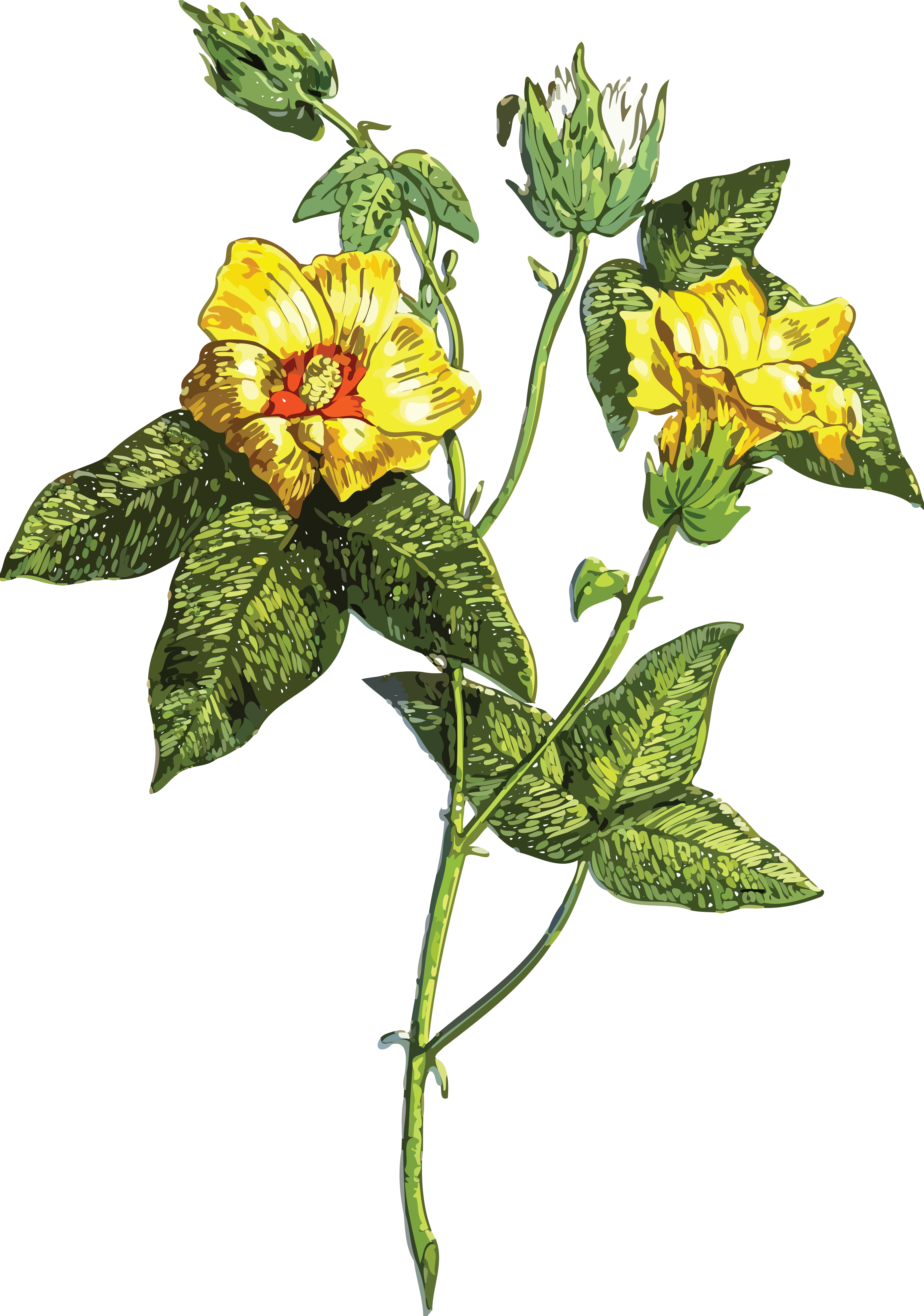 Free Clipart Of A Flowering Plant - Leaf (4000x5696)