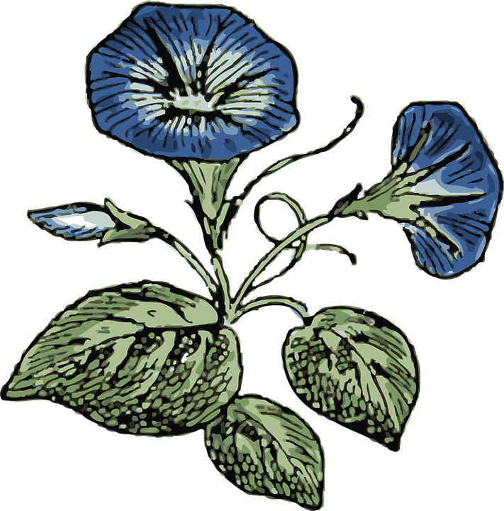 Flower, Flowers, Plant, Morning, Glory, Nature - Morning Glory Flower Vector (711x720)