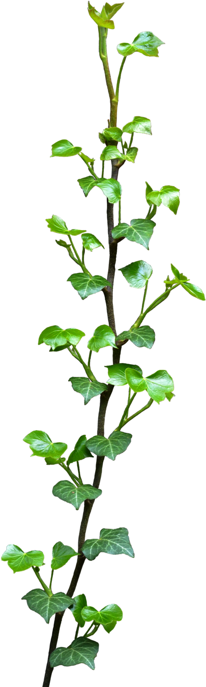 Ivy By Frankandcarystock Ivy By Frankandcarystock - Caramelahandmade Rabbit Stud Earrings Bunny Stud Earrings (1024x1536)