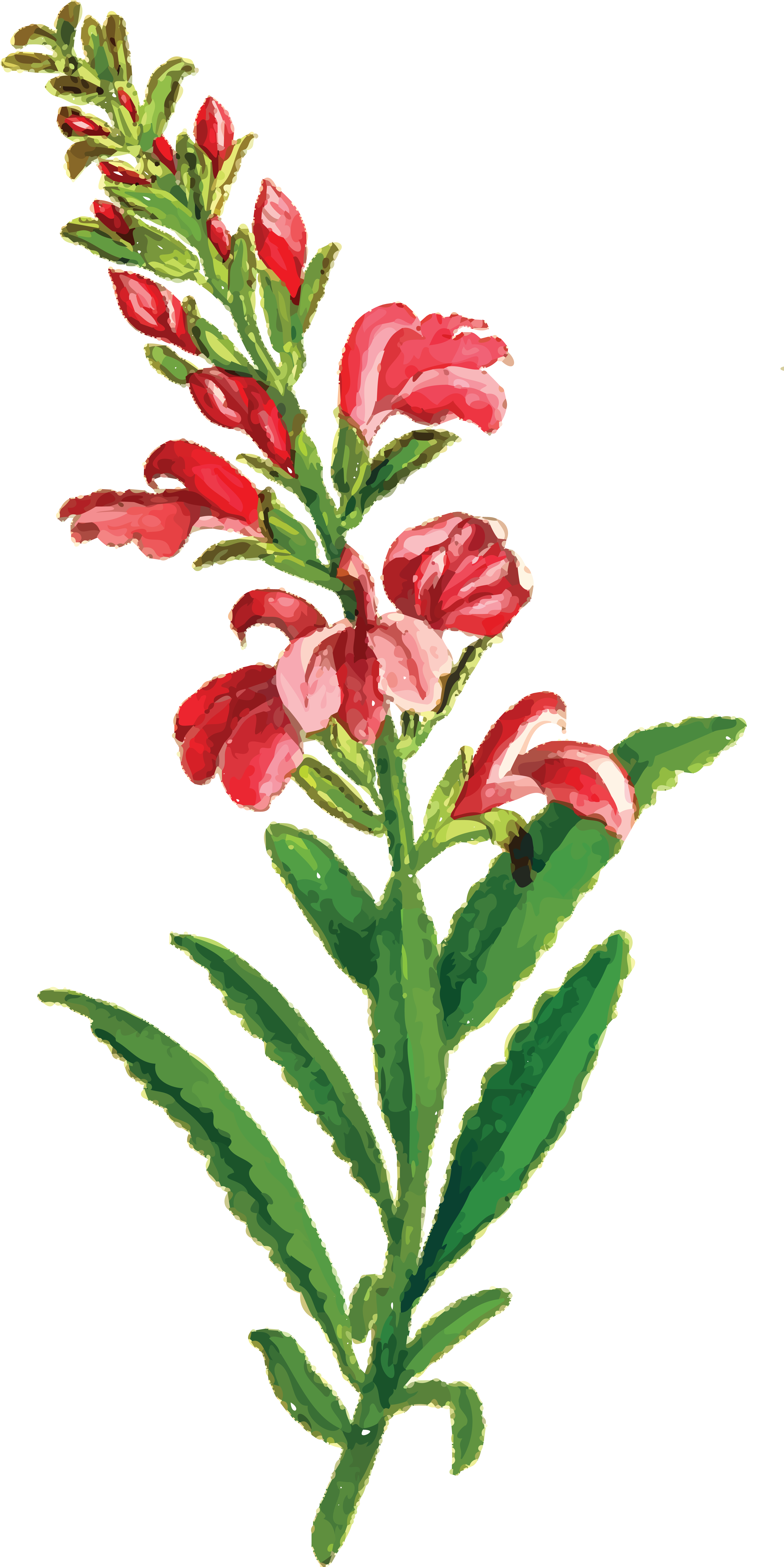 Free Clipart Of A Flowering Plant - Vintage Blumenhochzeit Uawg-karten Postkarte (4000x7993)