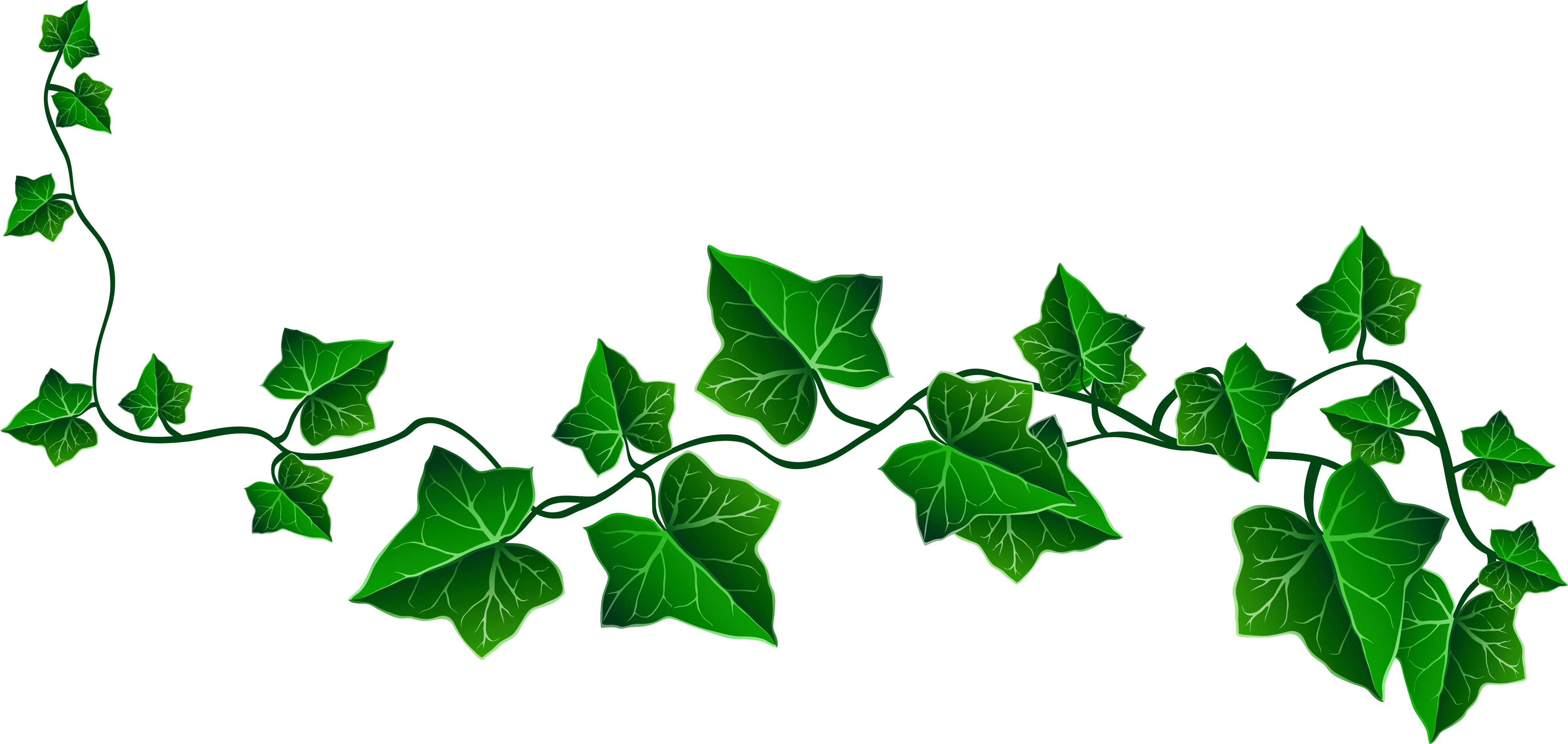 Vine - Ivy Clipart (4960x2377)