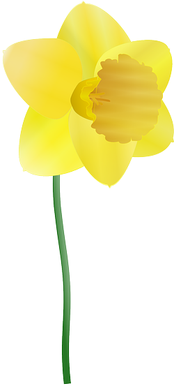 Education, Plants, Flower, Daffodil, Flowers - Cartoon Daffodils (640x554)