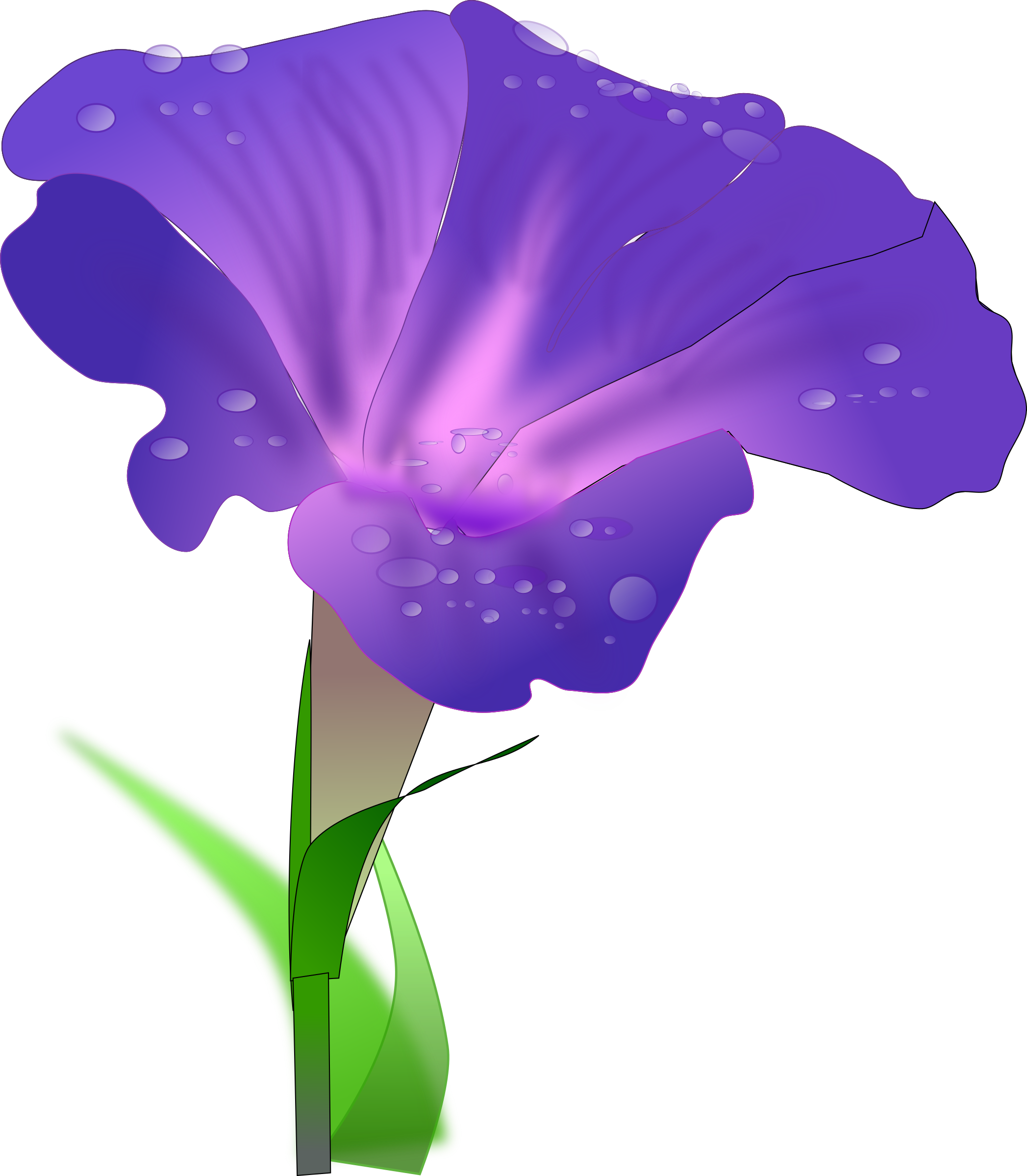 Absent Clipart Graphic - Blue Purple Mix Ipomoea Morning Glory Seeds (2095x2400)