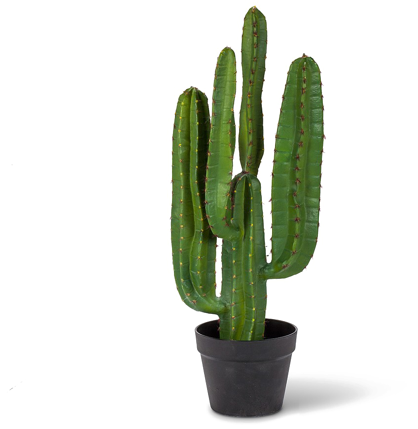 Saguaro Cactus Png Pic - Saguaro Cactus Png (1360x1416)