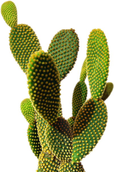 Cactus Png Transparent Image - Cactus Transparent (500x637)