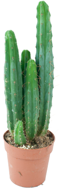 San Pedro En Maceta - San Pedro Cactus Png (400x400)