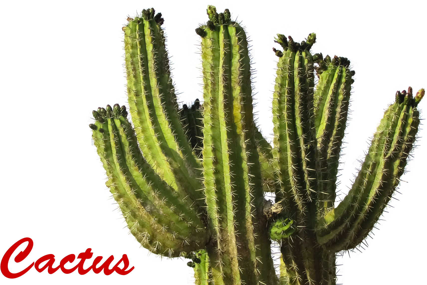 Cactus Png Picture - Cactus Transparent Background (1812x1200)