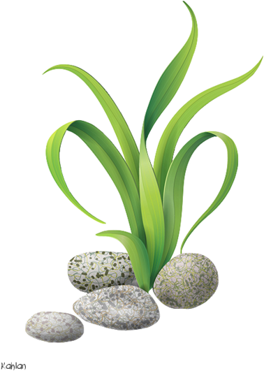 Clip Art - 藻類 イラスト (500x563)