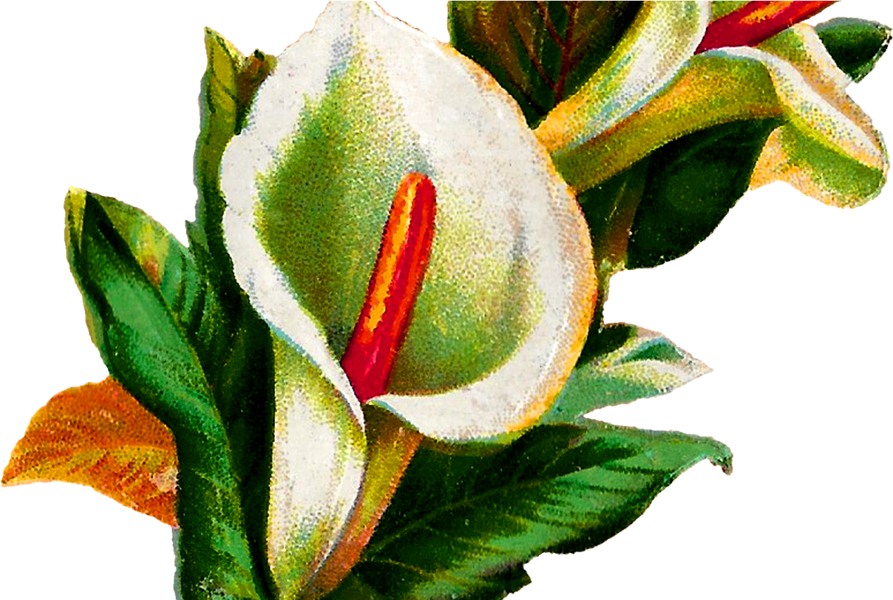 Calla Lily Flower Digital Clip Art Botanical - Calla Lily Botany Illustration (1368x855)