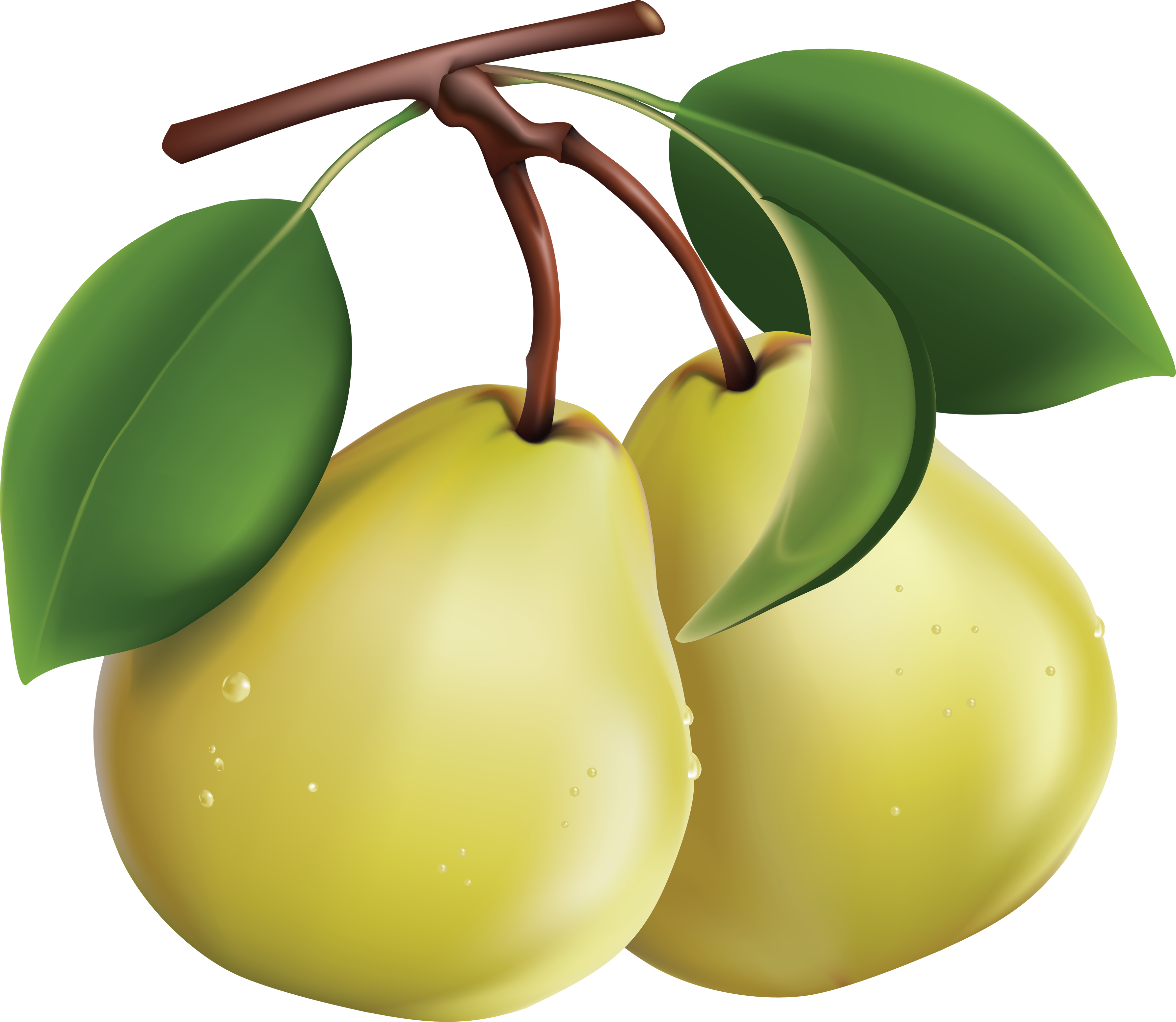 35 Beautiful Pear Clipart-cartoon Image Photos - Clip Art Pears (3572x3104)