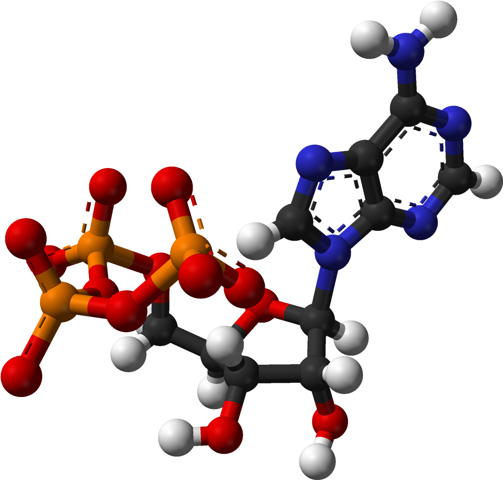 Ball And Stick Model Of Adenosine Triphosphate , Based - Carver Korea Ahc Phyto Complex B5 Serum 30ml (1 Oz), (1100x1053)