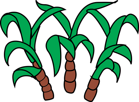 Cane, Crop, Food, Plant, Sugar - Sugar Cane Clipart Png (465x340)