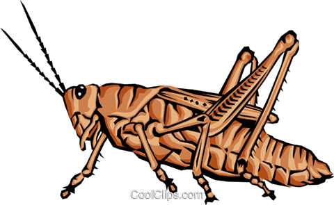 Grasshopper - Grasshopper (480x295)
