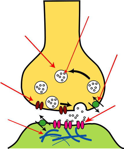Scientific Mistakes Are No Sin, But It Would Be A Mistake - Structure Of A Synapse (528x515)
