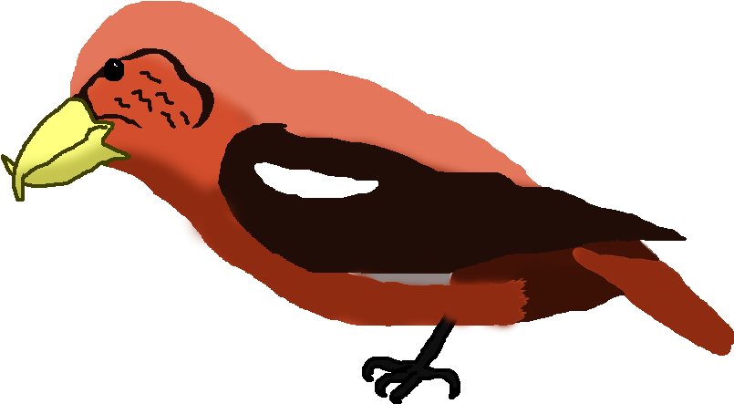 Male Holsaeter& - Crossbills (900x500)
