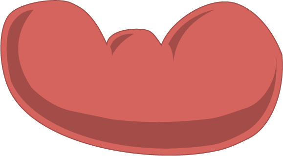 Clip Art - Kidney Clip Art (579x320)