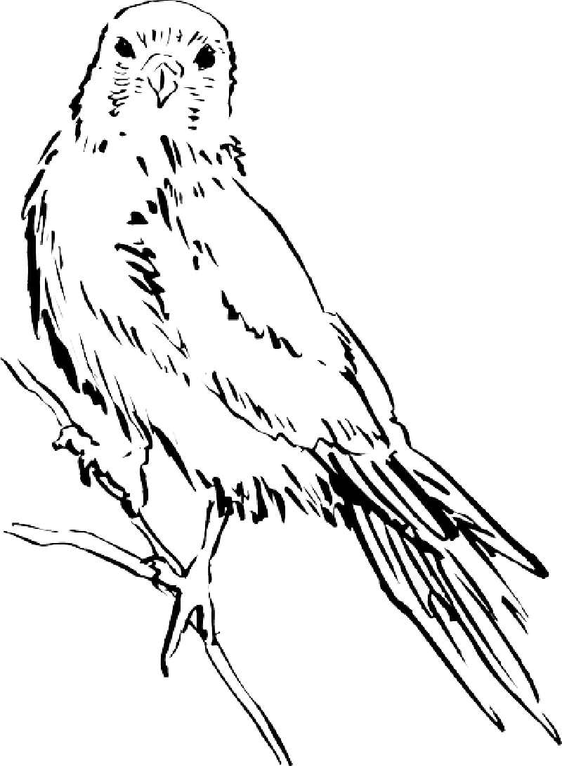 Drawing, Bird, Wings, Animal, Staring, Feathers - Ibon Drawing (800x1089)