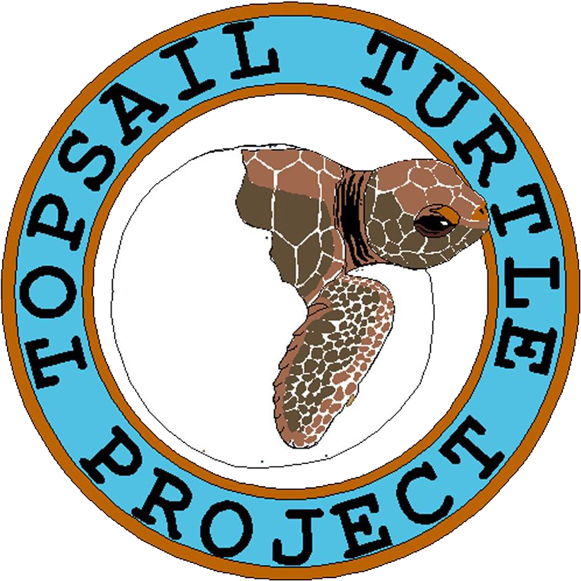 Karen Beasley Sea Turtle Rescue And Rehabilitation - Sea Turtle Hospital (940x960)