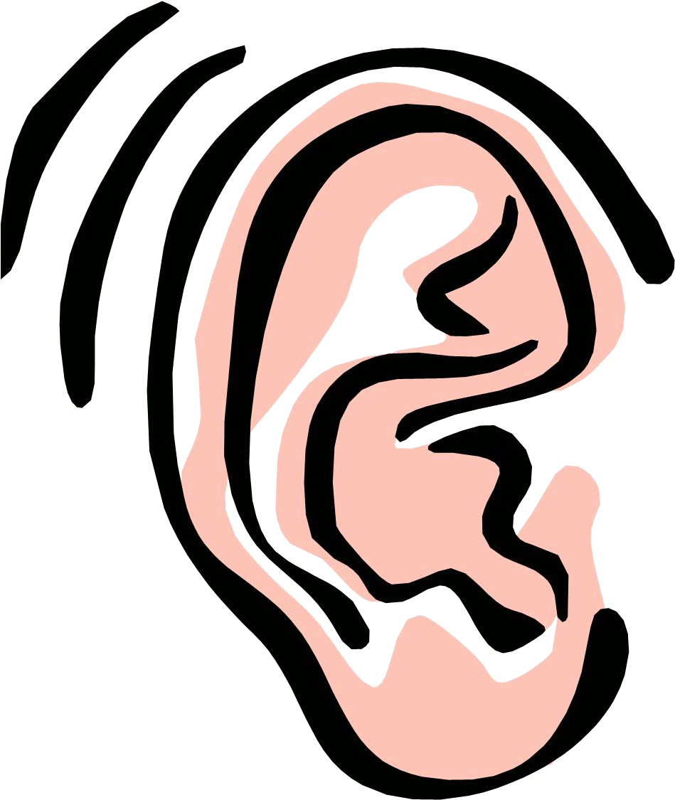 Ear Clip Art 14 Clipart Of - Ears Clipart (954x1137)