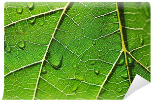 Hoja Al Trasluz Con Gotas De Agua, Fresco, Húmedo - Hoja Trasluz (400x400)