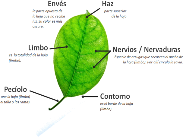En La Base De Las Hojas Se Desarrollan Unas Estructuras - Canoe Birch (640x480)