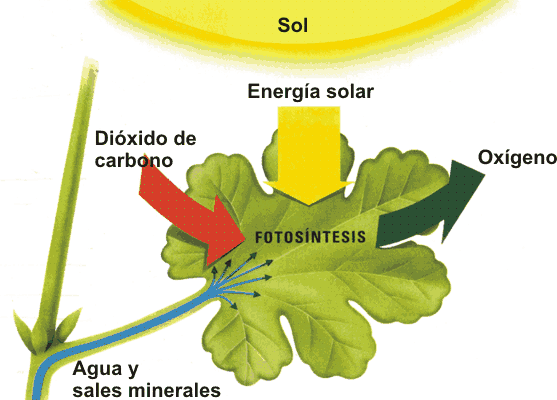 Introducción - Fotosintesis De Las Plantas (557x400)