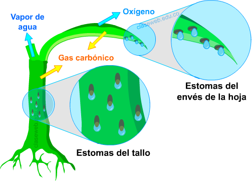 Consiste En Desechar Las Sustancias Procedentes Del - Excrecion En Los Vegetales (503x361)