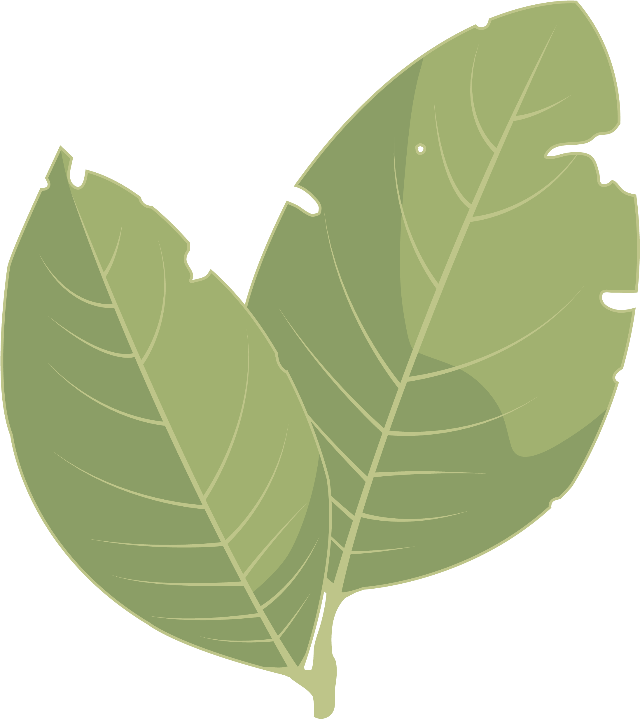 Hojas De Laurel Png (2480x3508)