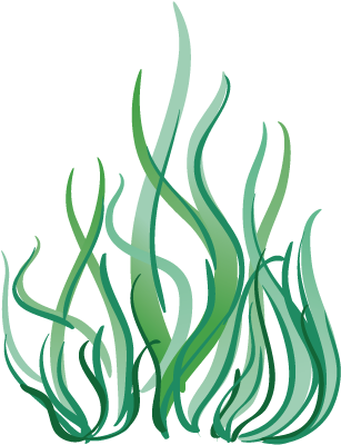 Algas Marinas De Biología Marina De Mar Profundo De - Cartoon Seaweed Png (500x500)