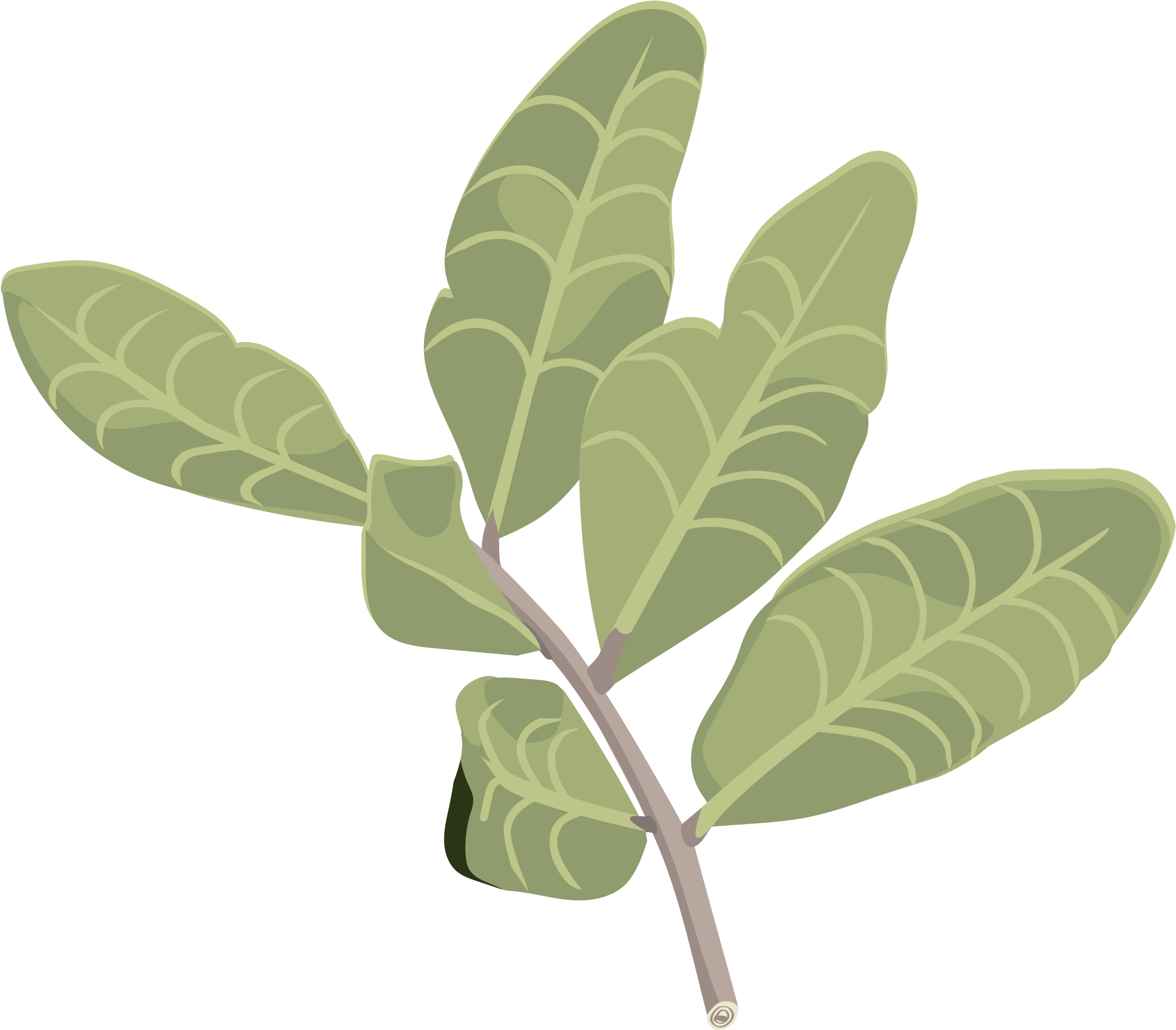 Gambel Oak (2480x3508)