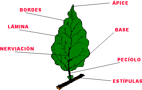 Imagen Nuevo Documental De Las Hojas - Limbo De La Hoja (474x317)