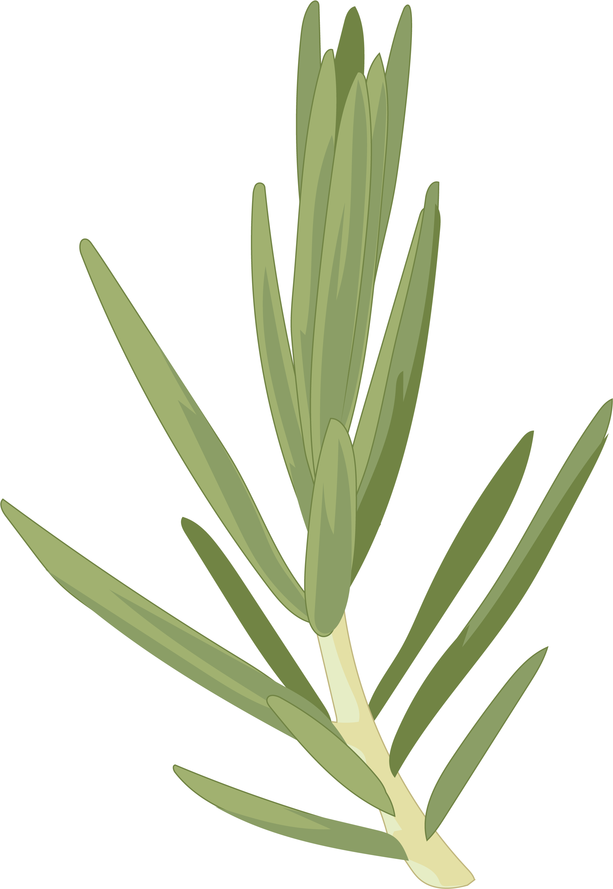 Cedro Canario - Hoja Cedro Del Canario (2480x3508)