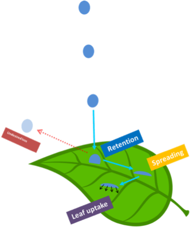 Retención Y Aspersión De La Gota Al Igual Que Absorción - Diagram (466x541)